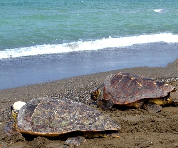 Tedavileri tamamlanan Kaplumbağalar Denize bırakıldı 