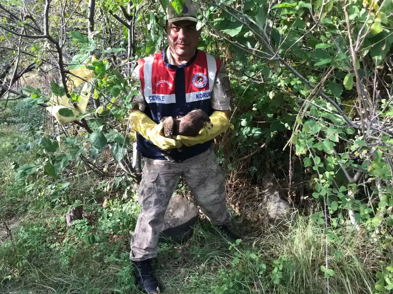 Jandarmanın Bulduğu Yaralı şahin Tedaviye Alındı