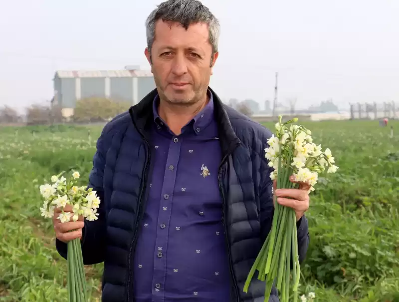 Nergislerin Hasadına Erken Başlandı