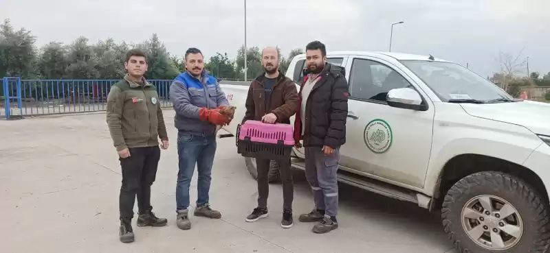 Yaralı Şahin'i Vatandaş Kurtardı