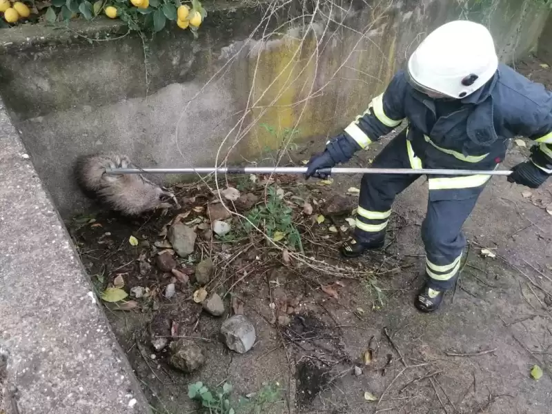 Arsuz'da Havuza Düşen Porsuğu Itfaiye Ekipleri Kurtardı