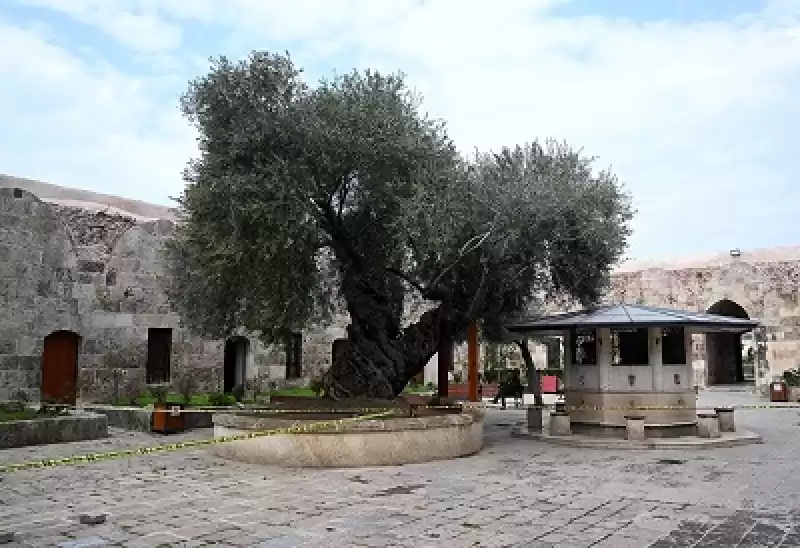 Minaresi Yıkılan Caminin Avlusundaki Anıt Ağaç Depremde Zarar Görmedi