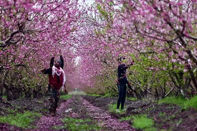 Baharla Renklenen Amik Ovası'nda çiftçiler Bahçelerine Girmeye Başladı