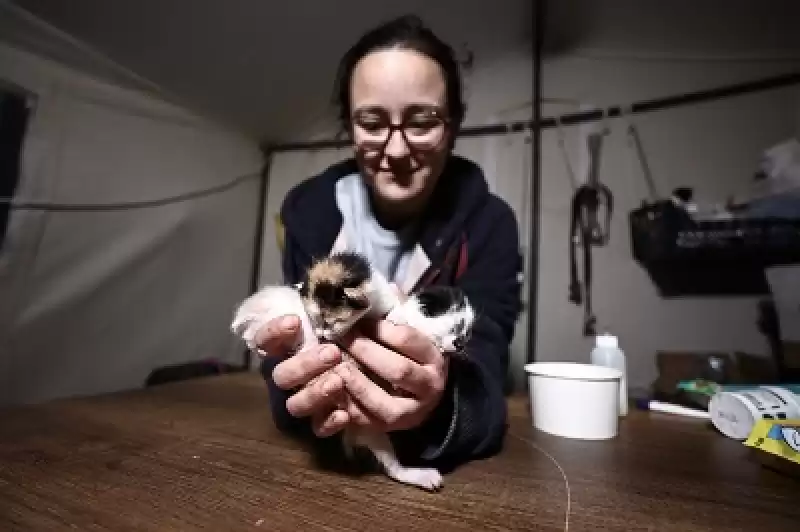 Hataylı Depremzede Veterinerler,
