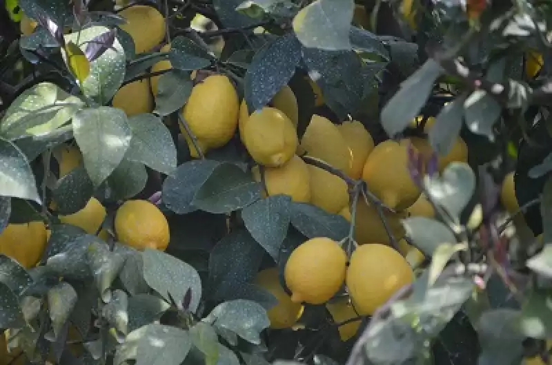 Hatay'da Dalında Kalan Limonların Toplanması çağrısı