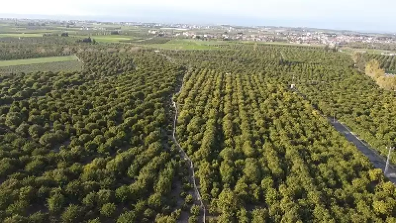 Hatay'da Dalında Kalan Limonların Toplanması çağrısı