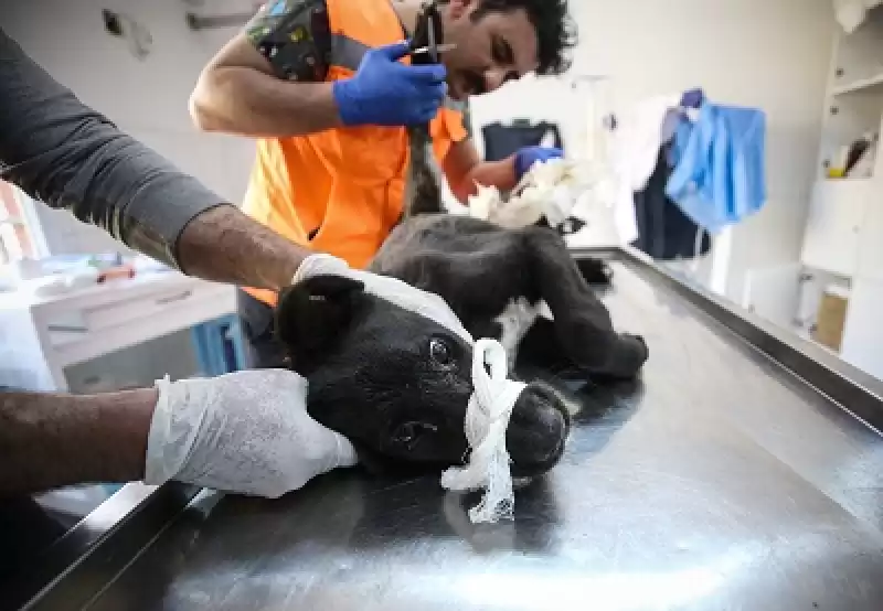Depremlerden Etkilenen Hatay'da 10 Bini Aşkın Hayvana