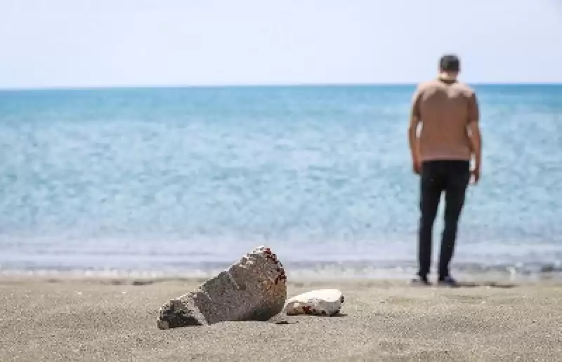 Hatay'da Deniz Kaplumbağalarının Yumurtlama Alanında Uğur Böceği Yoğunluğu