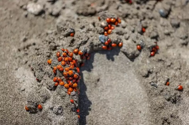Hatay'da Deniz Kaplumbağalarının Yumurtlama Alanında Uğur Böceği Yoğunluğu