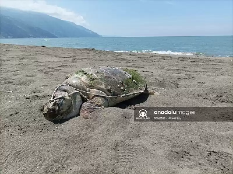 Samandağ'da Sahilde ölü Yeşil Deniz Kaplumbağası Bulundu