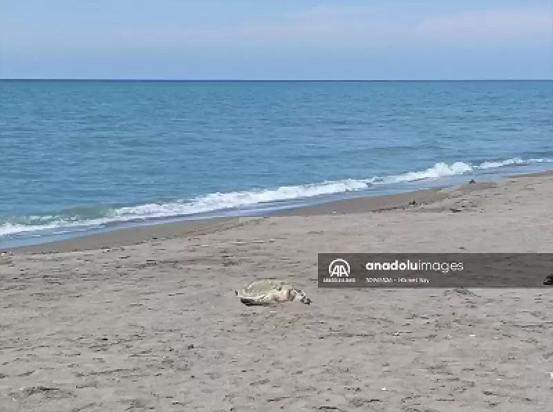 Samandağ'da Sahilde ölü Yeşil Deniz Kaplumbağası Bulundu