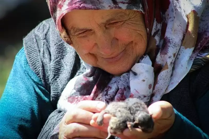 Hatay'da 70 Yaşındaki Kadın 17 Yıldır Sahipsiz Kedilere Bakıyor 