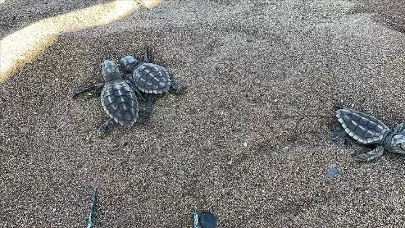 Caretta Carettaların Yumurtlamasına Tanık Oldular