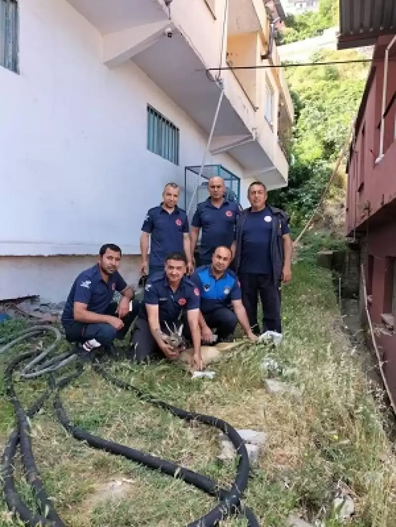 Köpek Saldırısına Uğradığı Düşünülen Dağ Ceylanını Hbb Kurtardı
