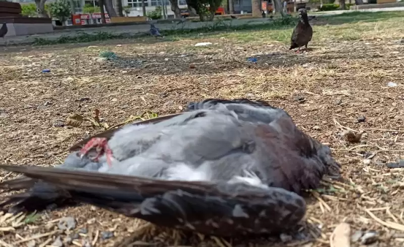 Güvercinlerin Esrarengiz ölümü