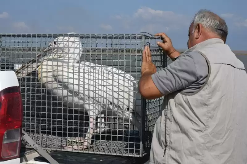 Hatay'da Bitkin Bulunan Ak Pelikan Bakımının Ardından Doğaya Bırakıldı