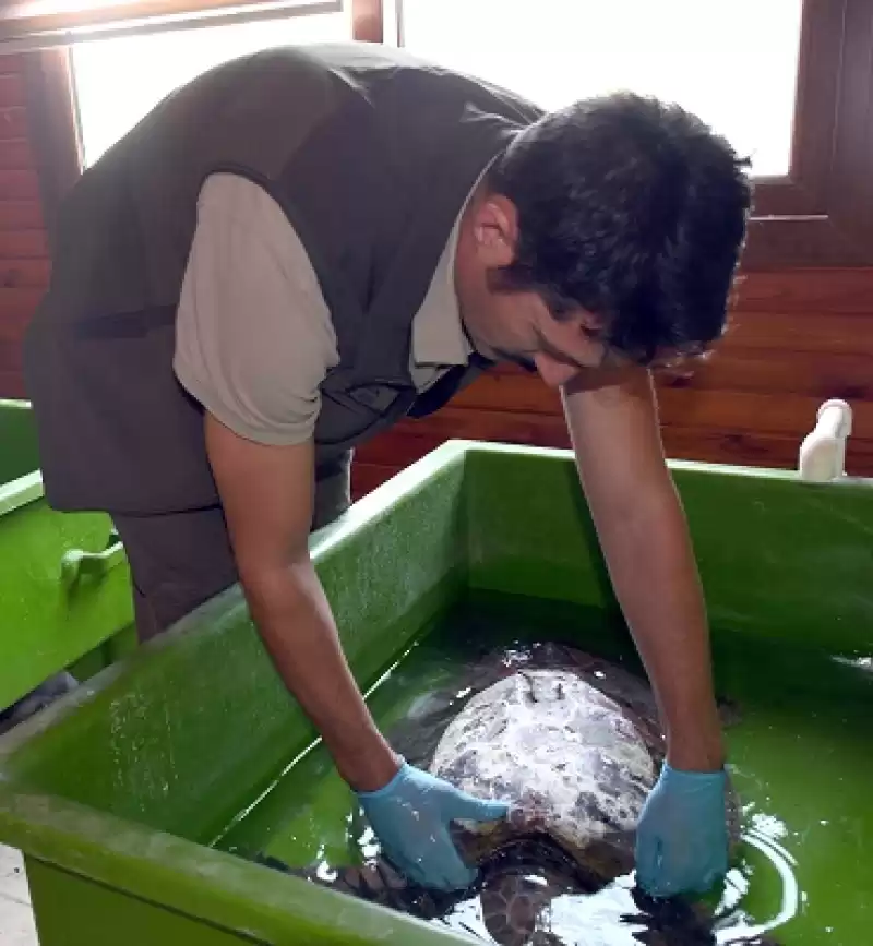 Hatay'da Bitkin Bulunan Caretta Caretta Tedaviye Alındı  