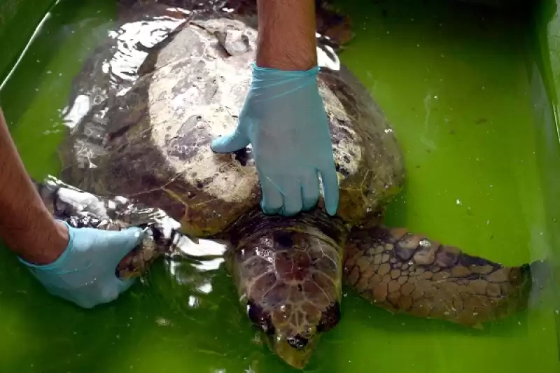 Hatay'da Bitkin Bulunan Caretta Caretta Tedaviye Alındı  