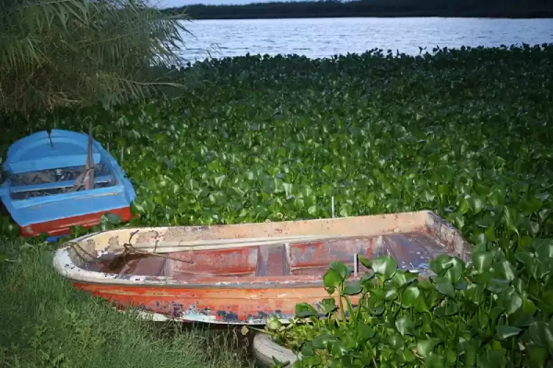 Hatay'da Asi Nehri'ni Yeniden Su Sümbülleri Kapladı