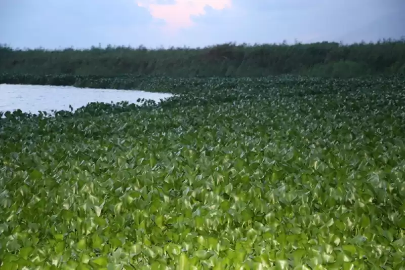 Hatay'da Asi Nehri'ni Yeniden Su Sümbülleri Kapladı