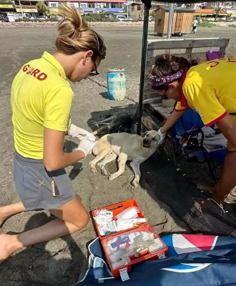 Yaralı Köpeğe HBB Cankurtaran Timi Ekipleri Yardıma Koştu
