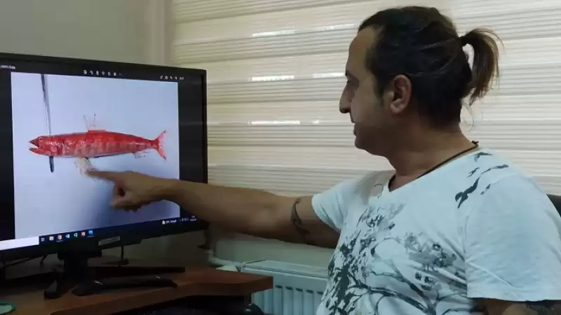 Kızıldeniz'den Akdeniz’e Yeni Bir Balık Türü Giriş Yaptı: 'kızıl Lokum'