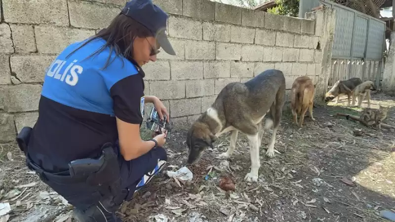 Hatay'da Polis Ve Gönüllülerden Sahipsiz Hayvanlara Mama Desteği