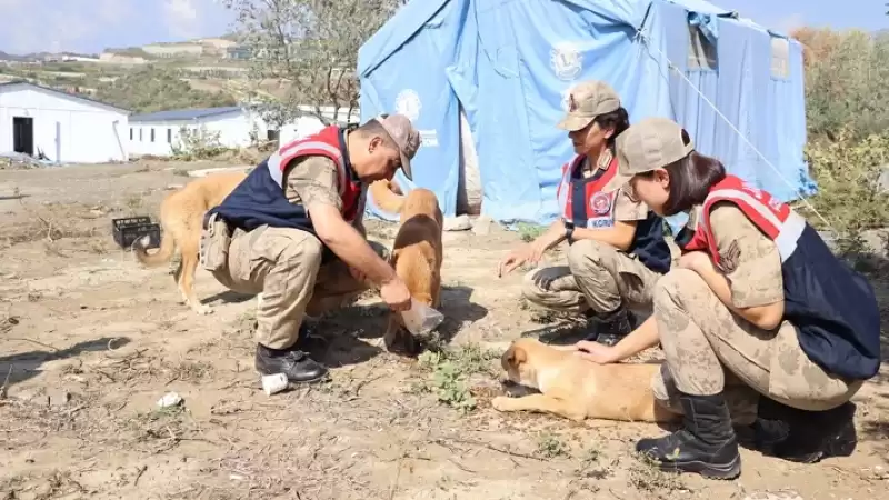 Jandarma Hayvanları Yemledi