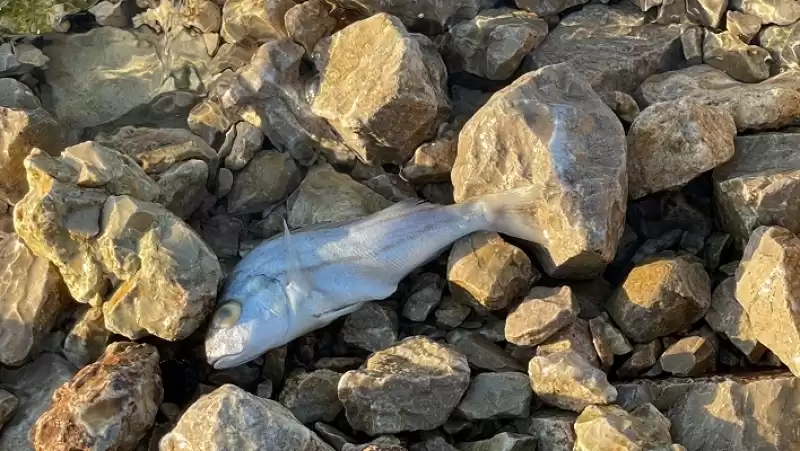 İskenderun Sahili'nde Balık ölümleri Görülmesi üzerine Inceleme Başlatıldı