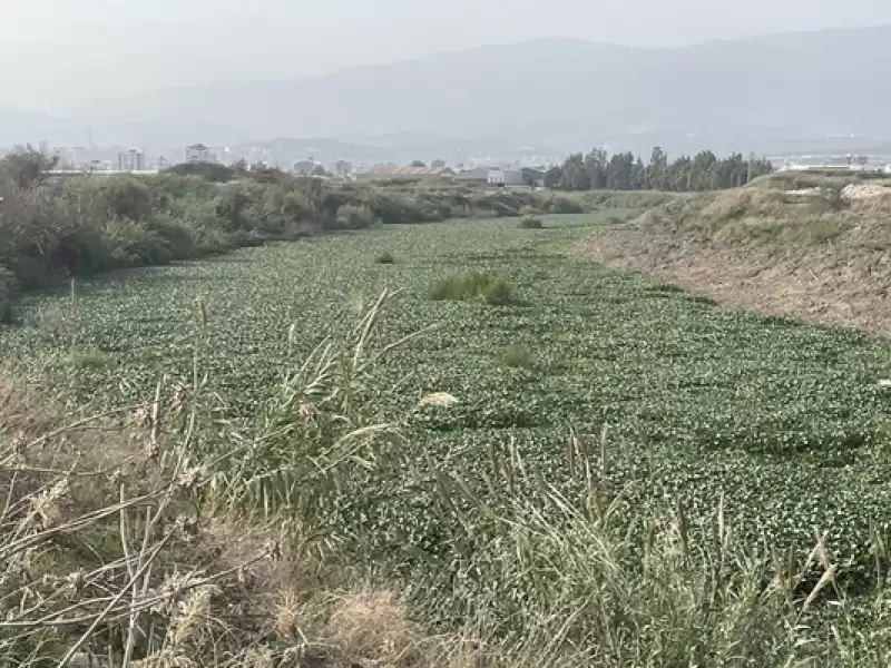 Hatay'da Asi Nehri'ni Yeniden Su Sümbülleri Kapladı 