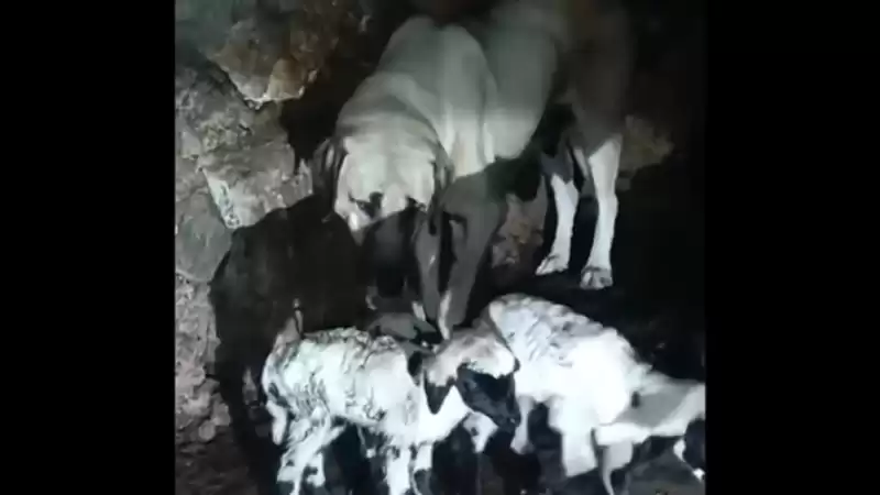 Çoban Köpeğinin Kuzuya Annelik şefkati