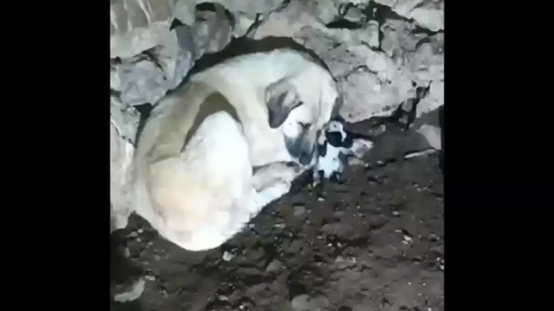 Çoban Köpeğinin Kuzuya Annelik şefkati