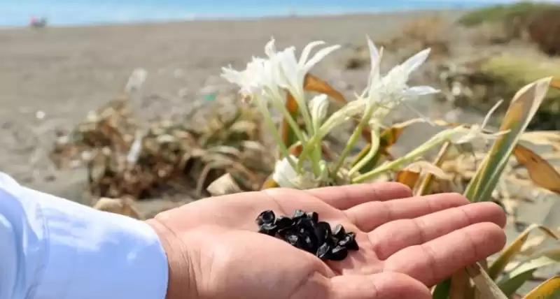 Kıyıların Kraliçesi İlk Tohumlarını Döktü