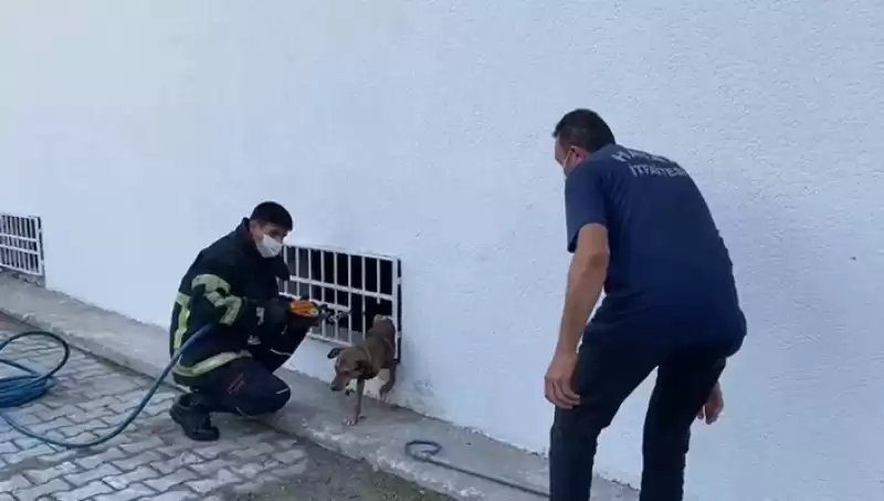 Pencere Korkuluklarına Sıkışan Köpeği Itfaiye Kurtardı