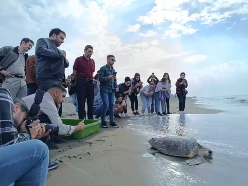 Hatay'da Tedavisi Tamamlanan Caretta Caretta Denize Bırakıldı