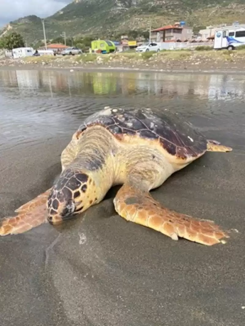 Hatay'da Sahilde ölü Caretta Caretta Bulundu