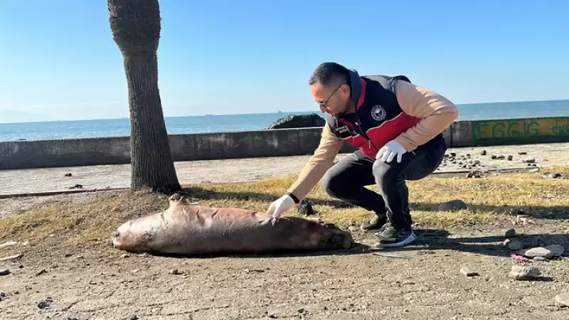 Hatay'ın Dörtyol Ilçesi Sahilinde ölü Akdeniz Foku Bulundu