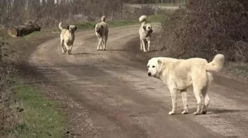 Başıboş Sokak Köpekleri Için 3 Bakanlık Harekete Geçti!