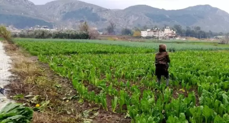 Şifa Kaynağı Kış Sebzesi: Pazı (zılk)