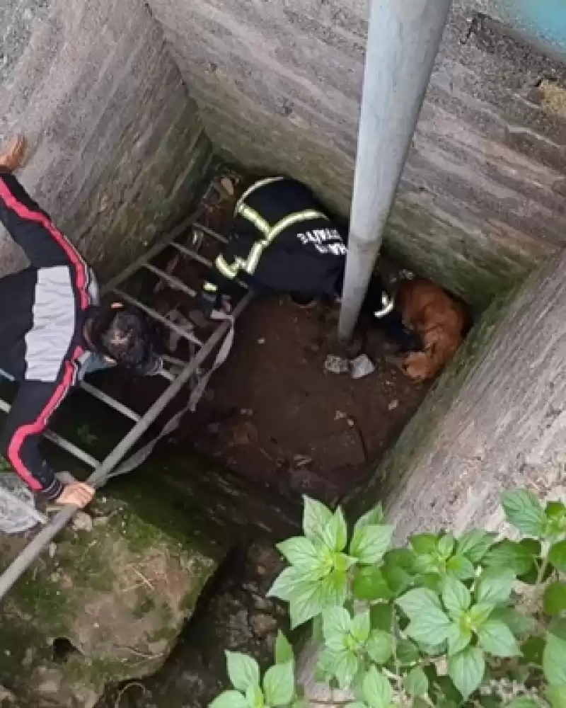 Hatay'da Kuyuya Düşen Sahipsiz Köpeği Itfaiye Kurtardı