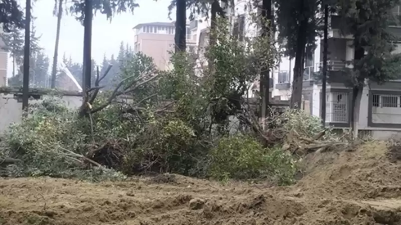 Antakya Atatürk Parkında Ağaç Katliamı