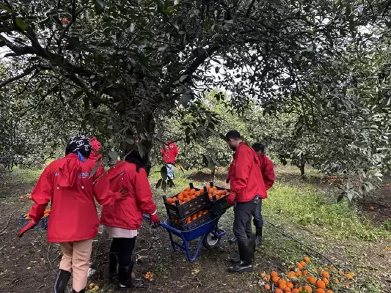 Hatay'a Gelen Gönüllü Gençler, çiftçilerle Narenciye Topladı 