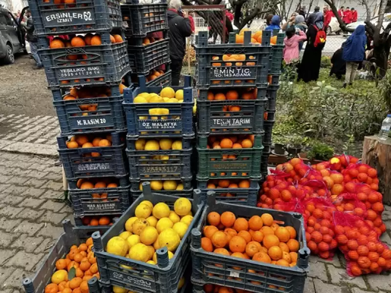 Hatay'a Gelen Gönüllü Gençler, çiftçilerle Narenciye Topladı 