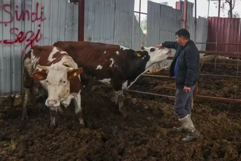 Deprem Mağduru Hataylı Besiciler üretimin Kamu Alımlarıyla Desteklenmesini Istiyor