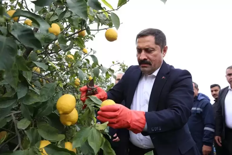 Hatay Valisi Mustafa Masatlı'dan Depremzede Limon üreticilerine Destek