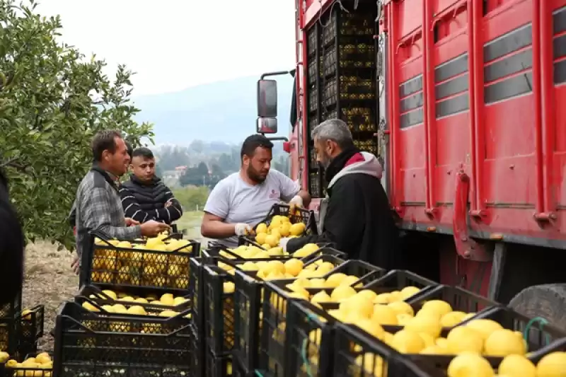 Hatay Valisi Mustafa Masatlı'dan Depremzede Limon üreticilerine Destek