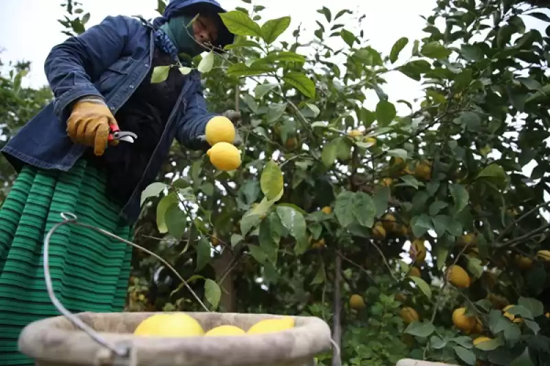 Hatay Valisi Mustafa Masatlı'dan Depremzede Limon üreticilerine Destek