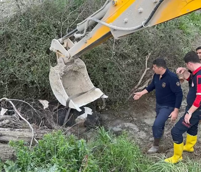 Hatay'da Su Kanalına Düşen Ineği Itfaiye Kurtardı