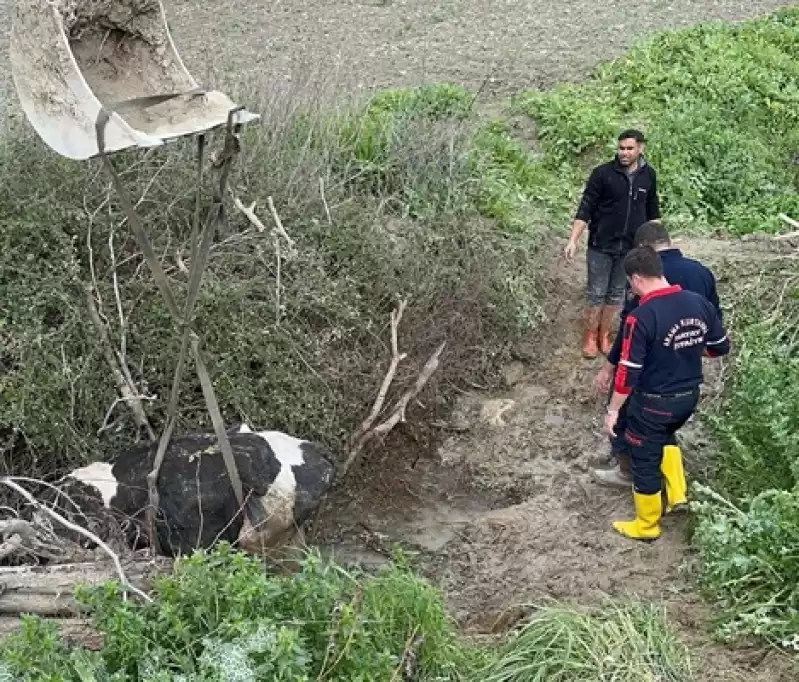 Hatay'da Su Kanalına Düşen Ineği Itfaiye Kurtardı