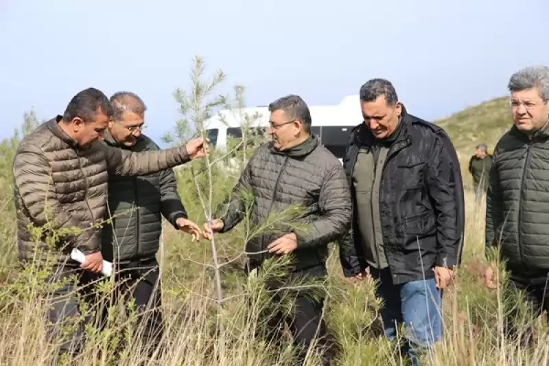 Hatay'da Geçen Yıl Yanan 663 Hektar Ormana 6 Ton Kızılçam Tohumu Ekildi
